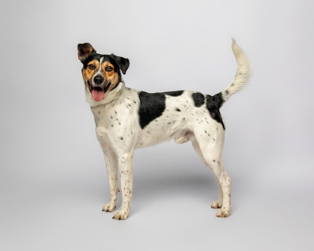 Little Rock, a Adoptable mixed breed in Rockport, TX image 3/5