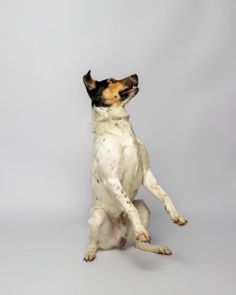 Little Rock, a Adoptable mixed breed in Rockport, TX image 4/5