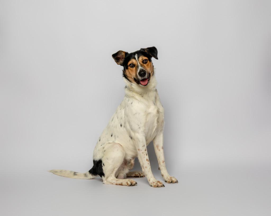 Little Rock, a Adoptable mixed breed in Rockport, TX image 5/5