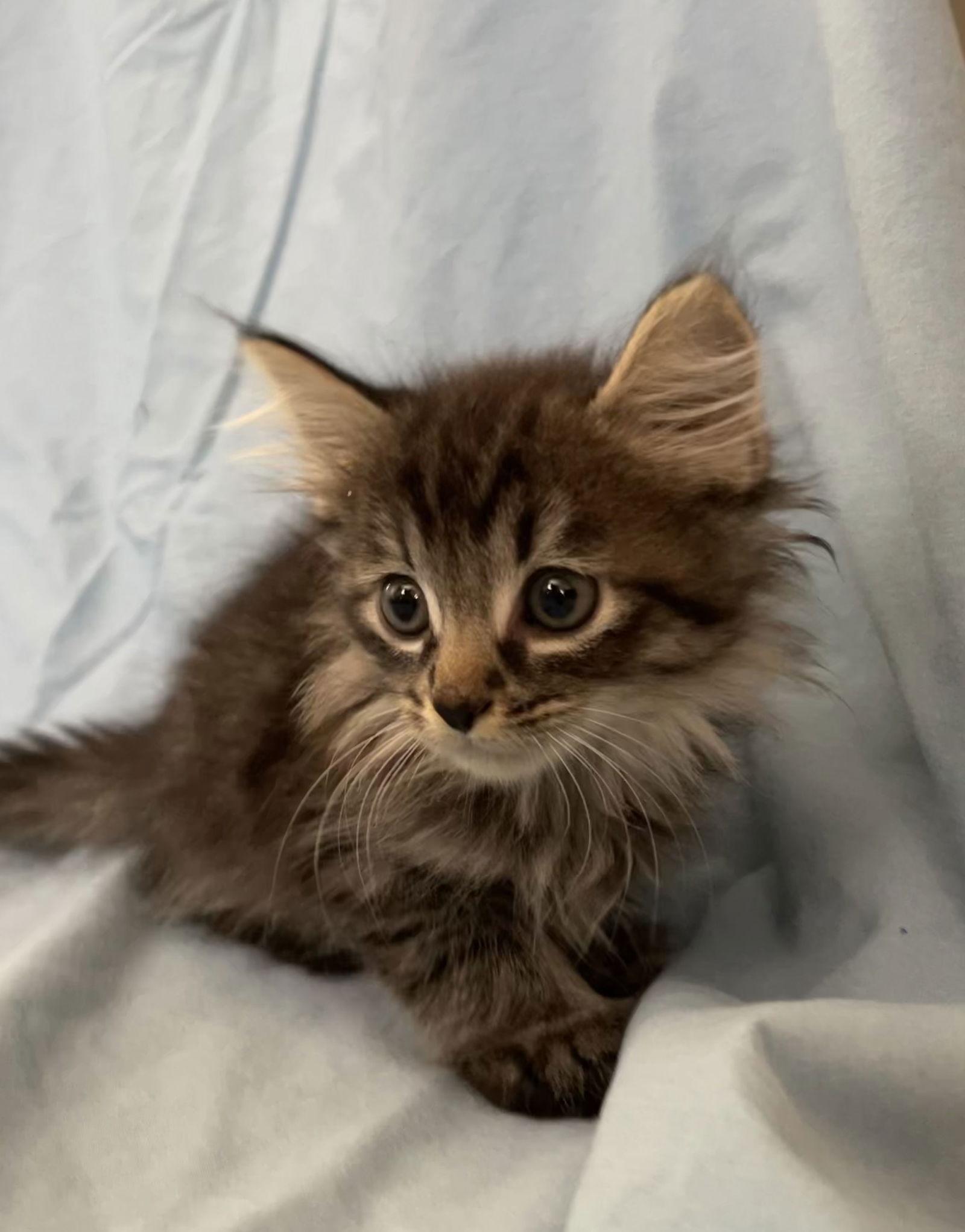 Pumpkin - Adopt Me With My Best Friend Playmate — thumbnail 2