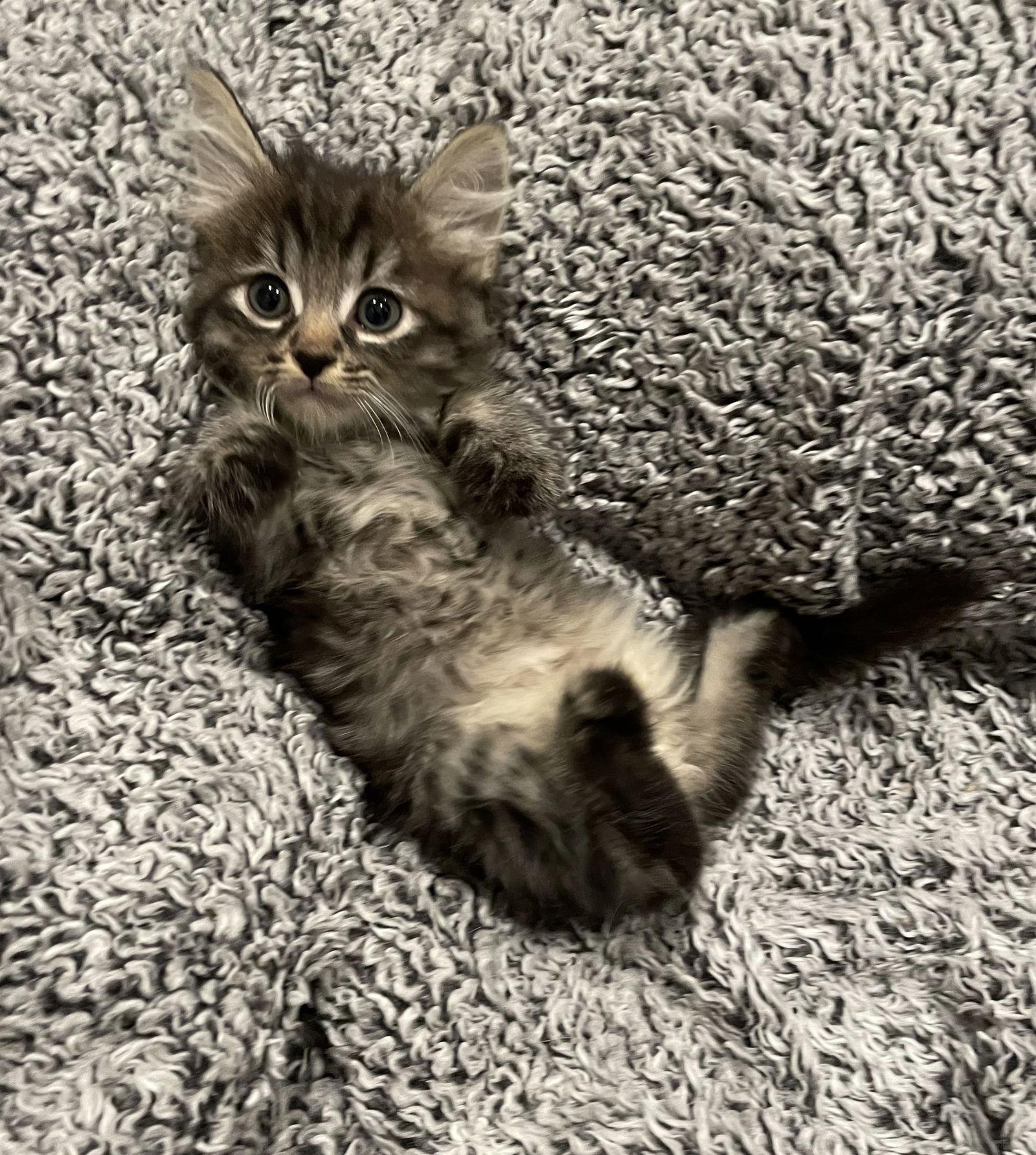 Pumpkin - Adopt Me With My Best Friend Playmate — thumbnail 3