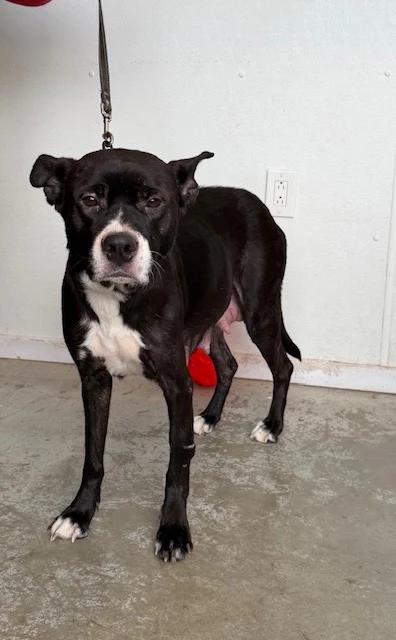 Enlarge Dior, an adopted mixed breed in Pointe-Fortune, QC image 1/1