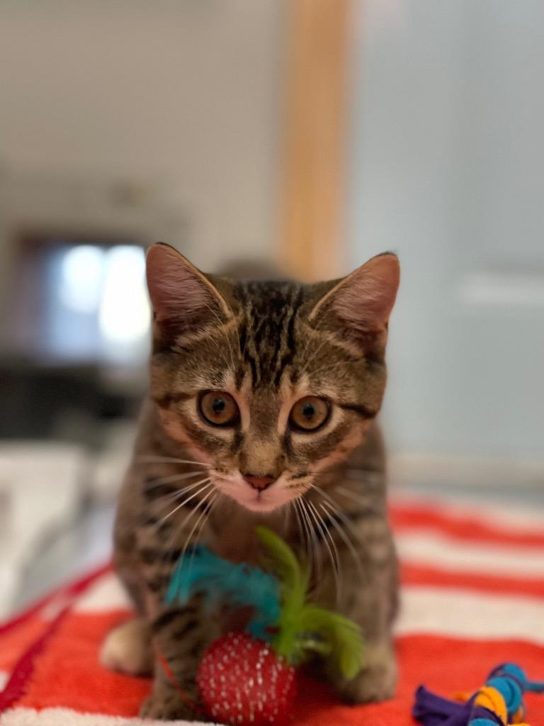 O2 Zucchini, Adoptable, Kitten Female Domestic Short Hair.