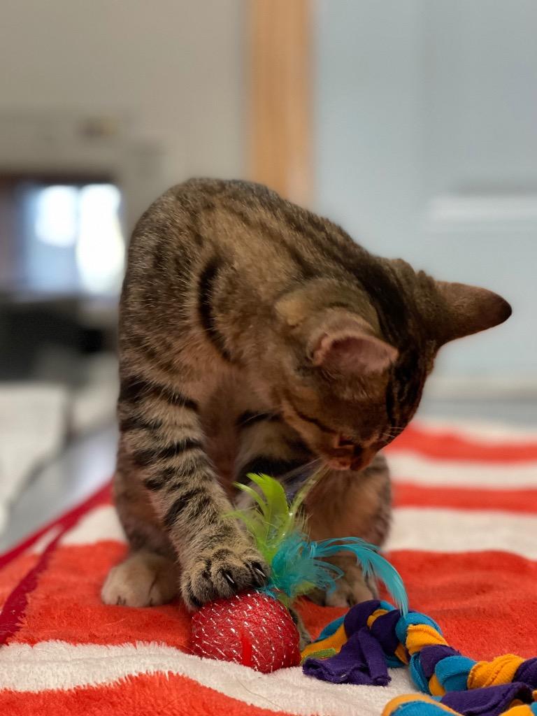 Enlarge O2 Zucchini, a Adoptable mixed breed in Ashland, WI image 2/3