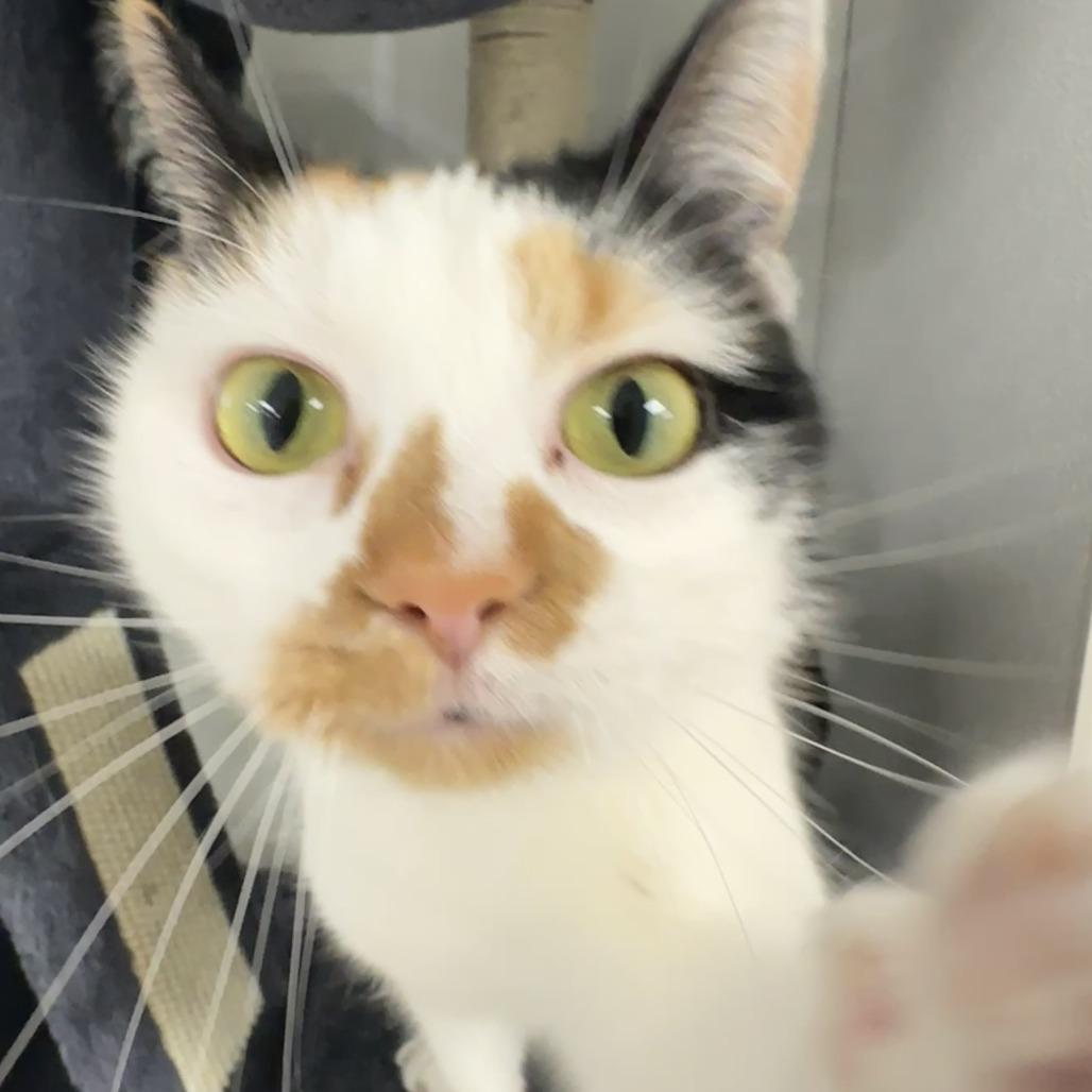 Tali, Adoptable, Adult Female Domestic Short Hair.