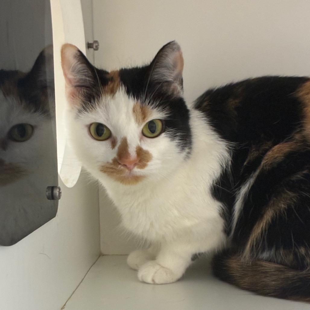 Enlarge Tali, a Adoptable Domestic Short Hair in Uniontown, PA image 2/6