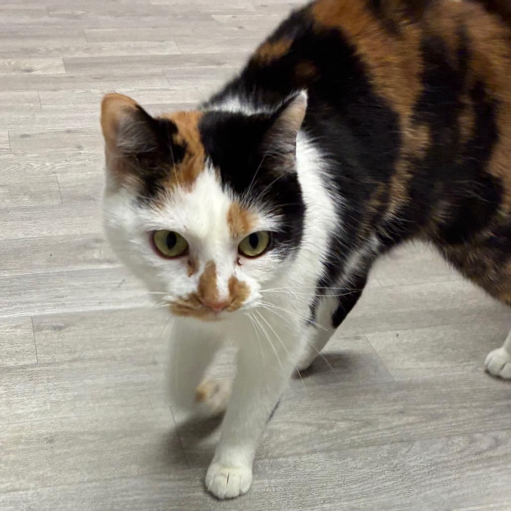 Enlarge Tali, a Adoptable Domestic Short Hair in Uniontown, PA image 3/6