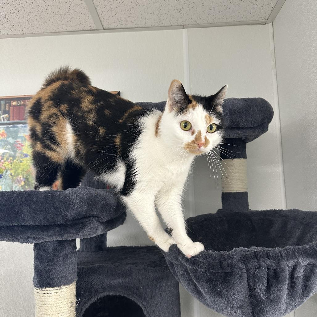 Enlarge Tali, a Adoptable Domestic Short Hair in Uniontown, PA image 4/6