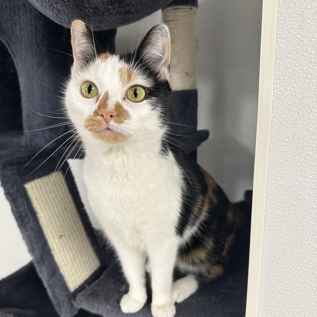 Enlarge Tali, a Adoptable Domestic Short Hair in Uniontown, PA image 5/6