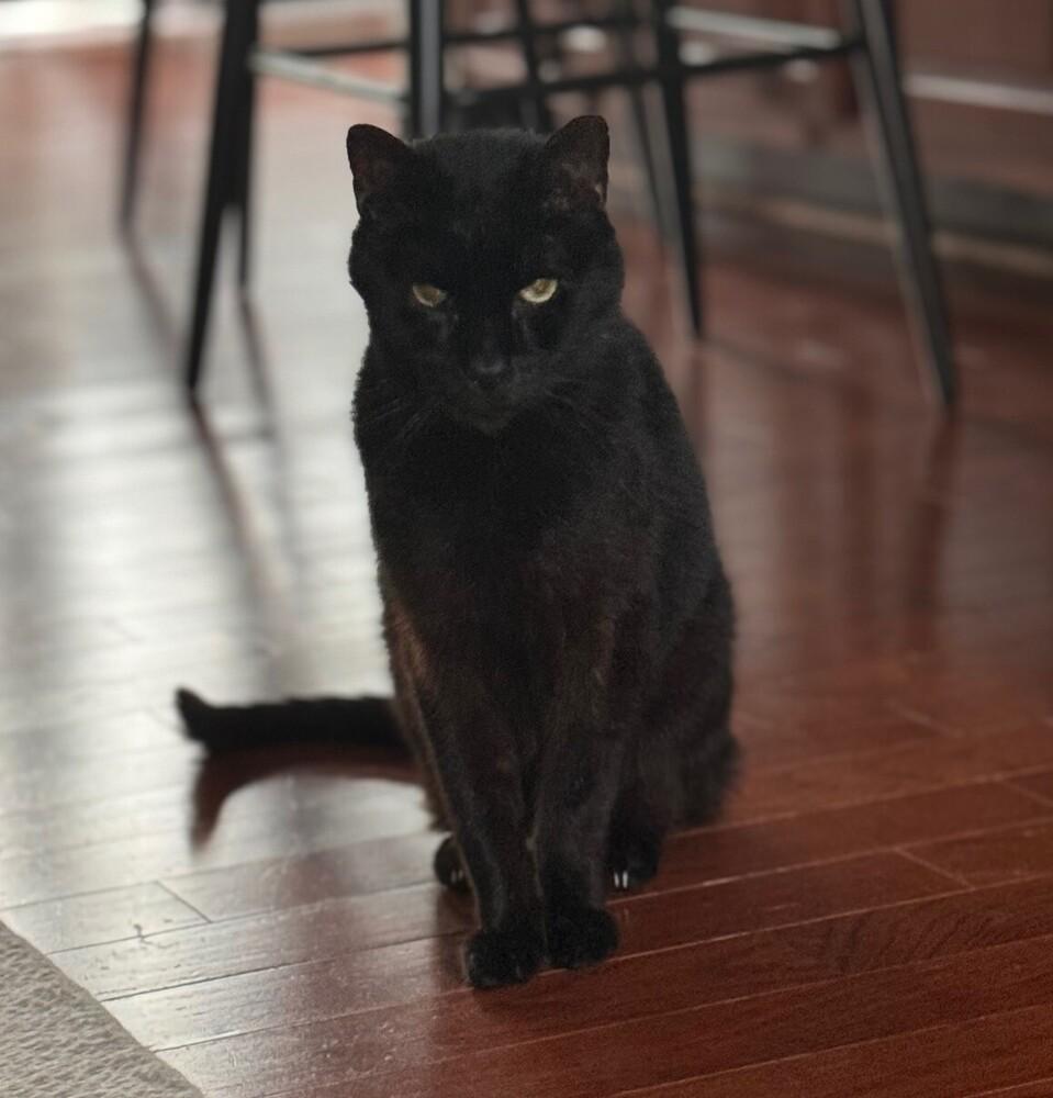 Sammy, Adopted, Senior Male Domestic Short Hair.