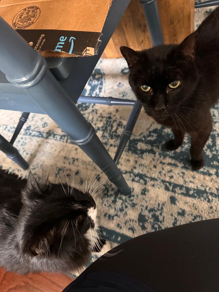 Sammy, Adopted, Senior Male Domestic Short Hair.