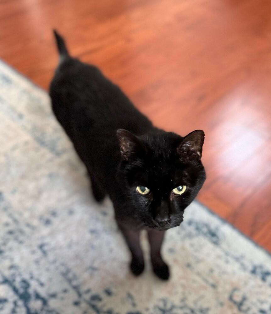 Enlarge Sammy, a Adopted Domestic Short Hair in Virginia Beach, VA image 3/5