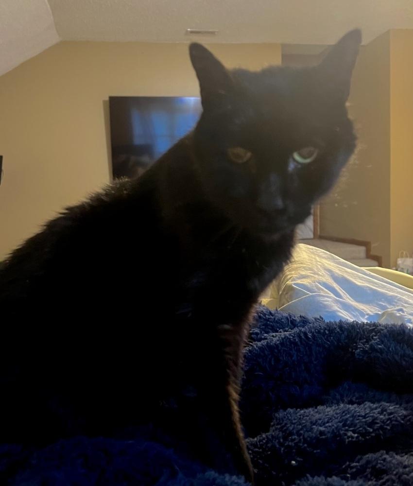 Enlarge Sammy, a Adopted Domestic Short Hair in Virginia Beach, VA image 4/5