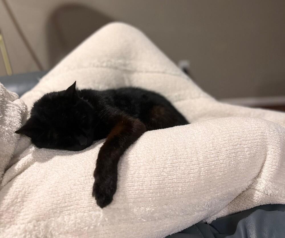 Enlarge Sammy, a Adopted Domestic Short Hair in Virginia Beach, VA image 5/5