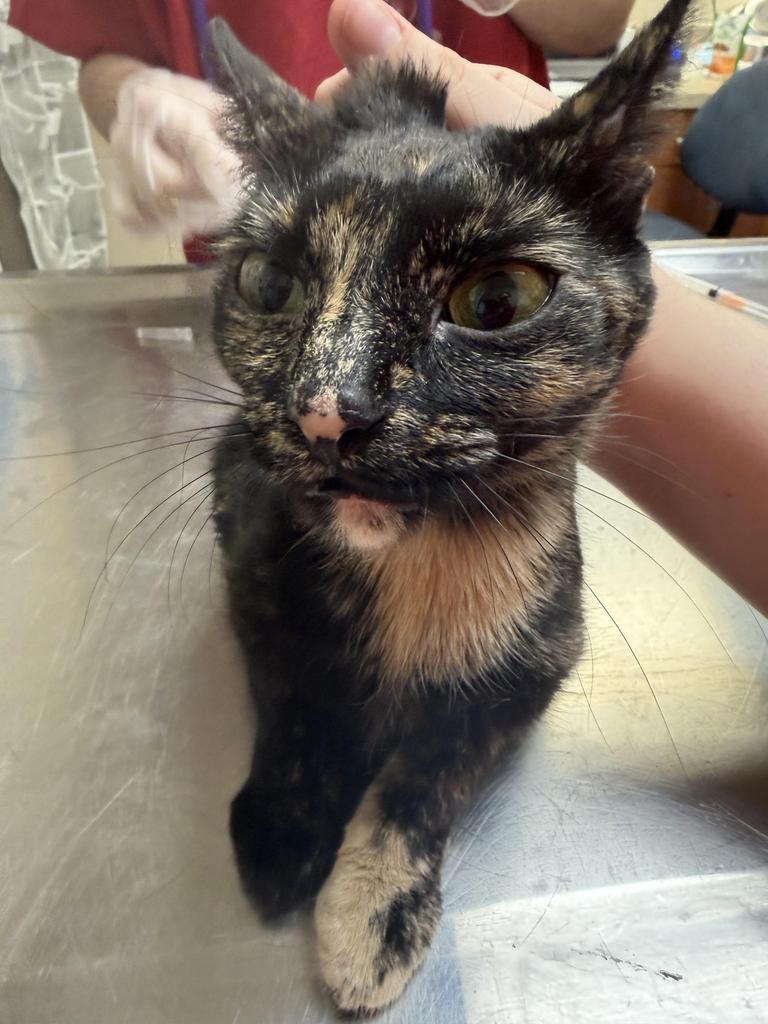 COCONUT, Adopted, Kitten Female Domestic Short Hair.