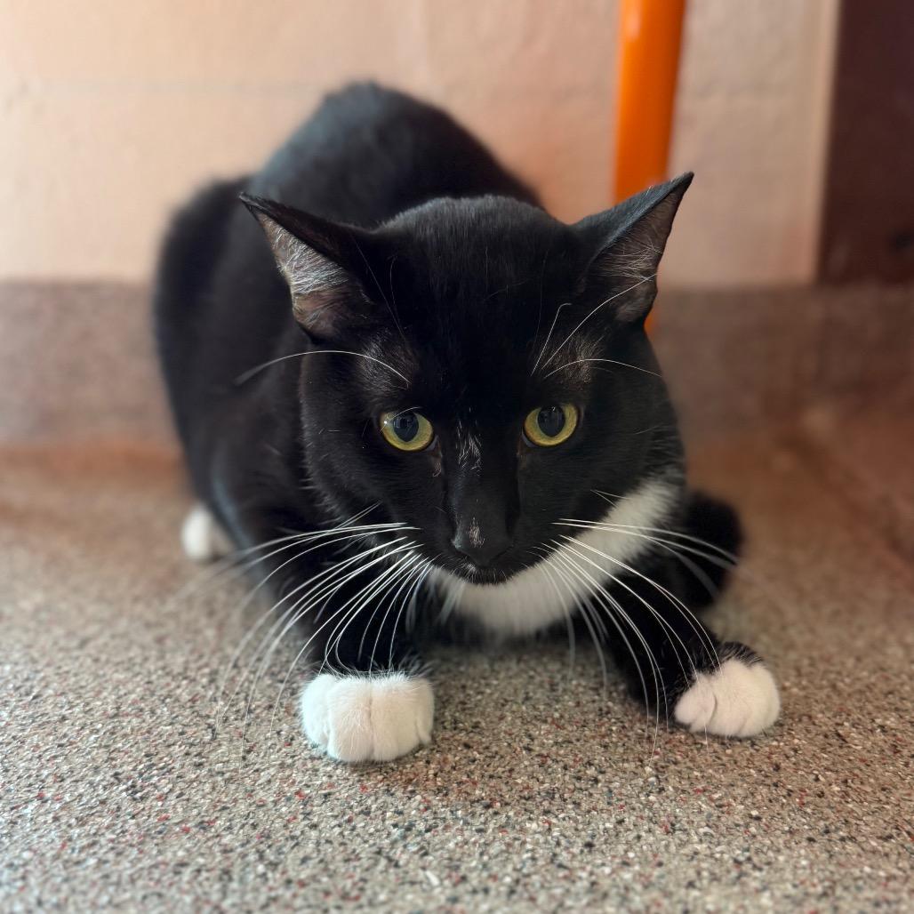 Aramis, Adoptable, Young Male Domestic Short Hair.