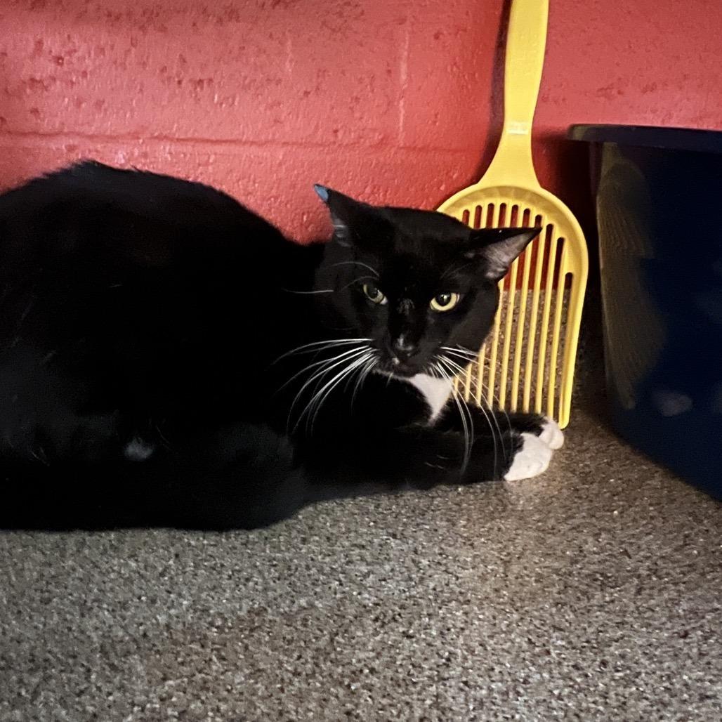 Aramis, a Adoptable Domestic Short Hair in Sarasota, FL image 2/2