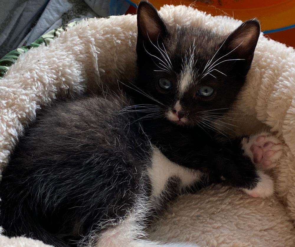 Skinner, Adopted, Kitten Male Domestic Short Hair.