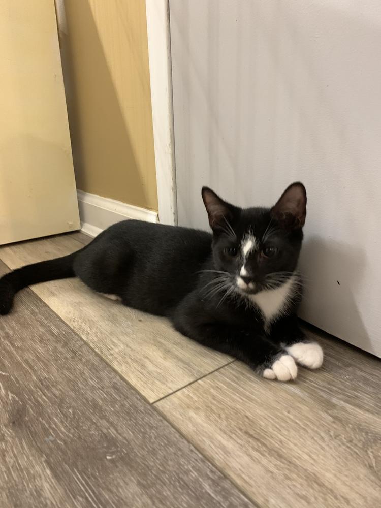 Enlarge Skinner, a Adopted mixed breed in Huntington, NY image 2/2