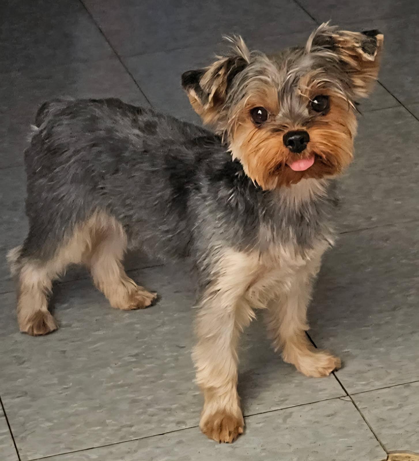 Ruby, Adoptable, Young Female Yorkshire Terrier.