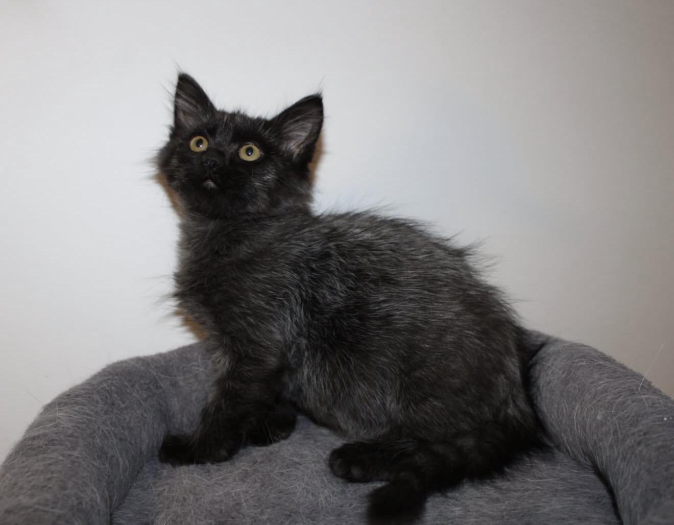 Enlarge Chihiro, an adopted Domestic Medium Hair in San Diego, CA image 4/6