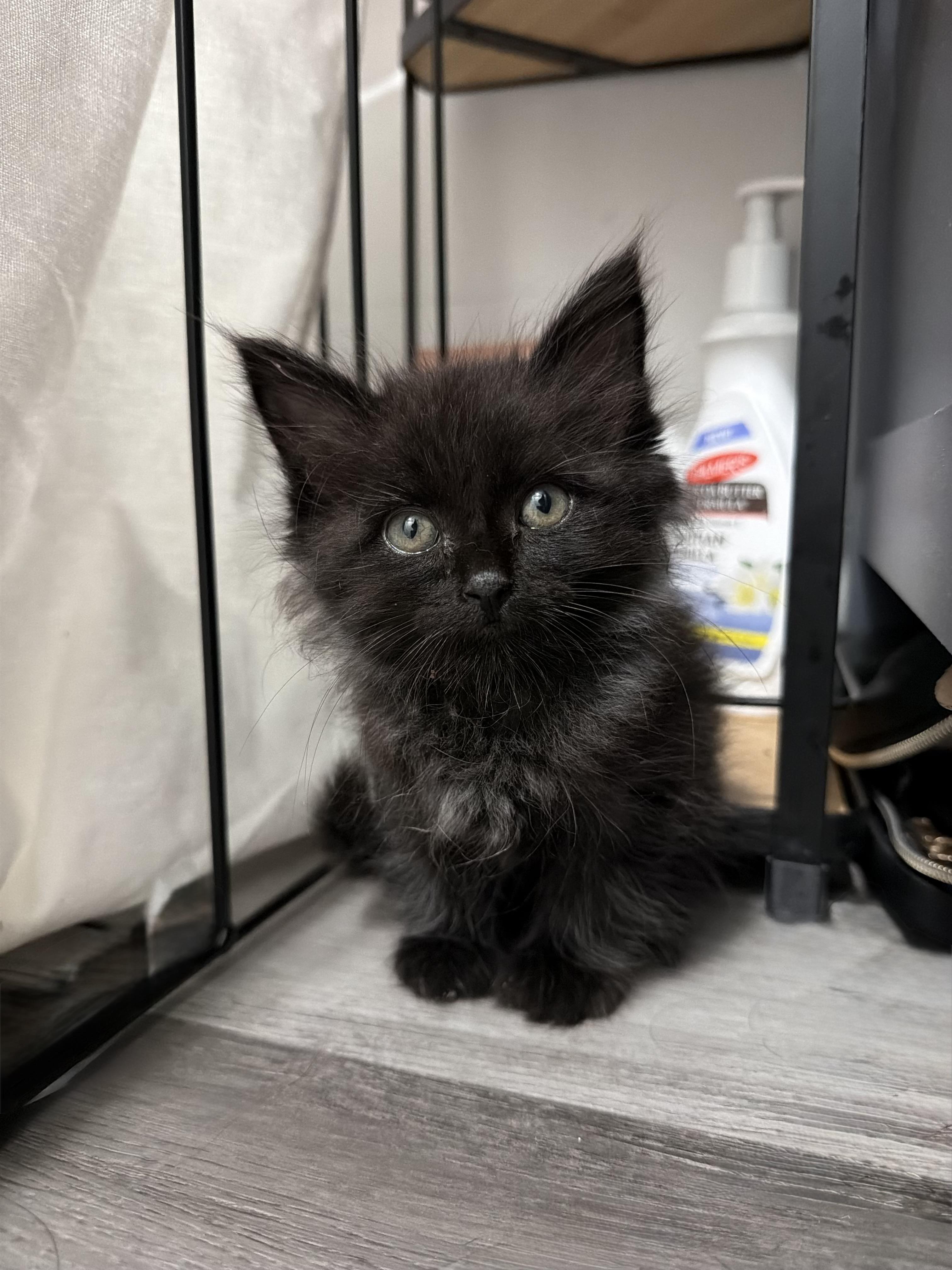 Enlarge Chihiro, an adopted Domestic Medium Hair in San Diego, CA image 3/6