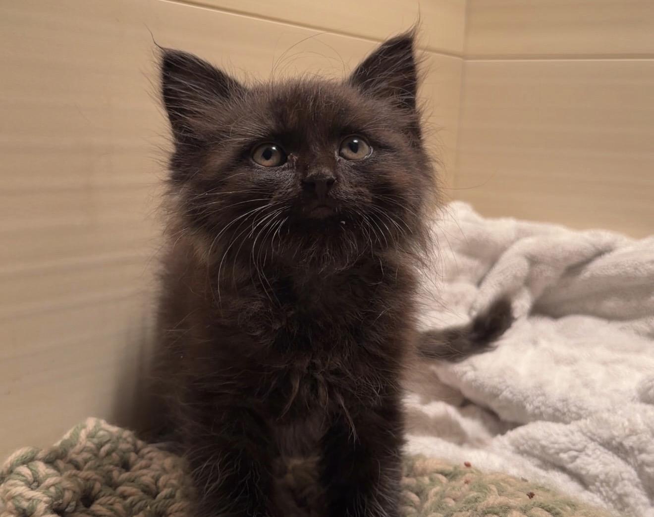 Enlarge Chihiro, an adopted Domestic Medium Hair in San Diego, CA image 6/6