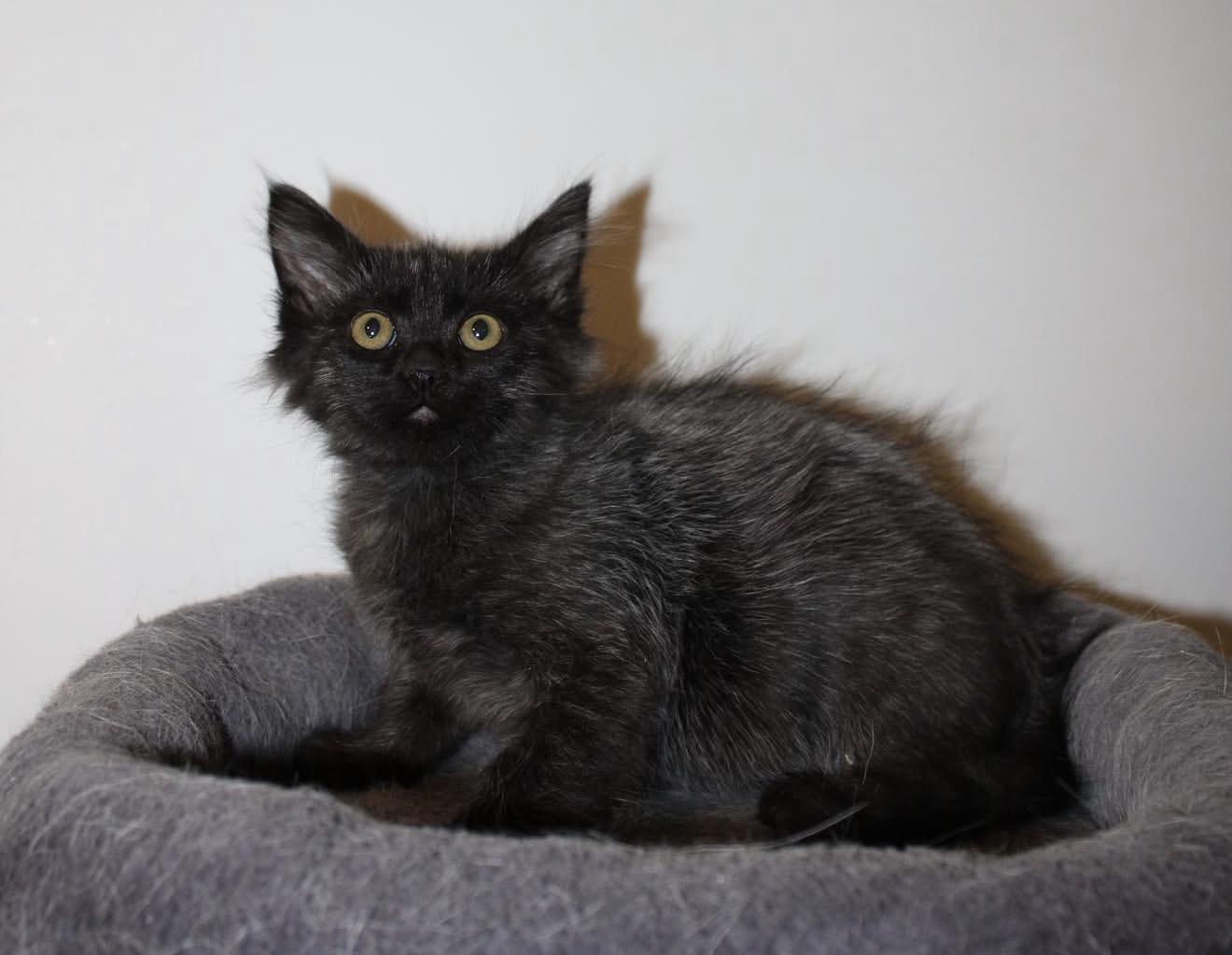 Chihiro, adopted, Kitten Male Domestic Medium Hair.