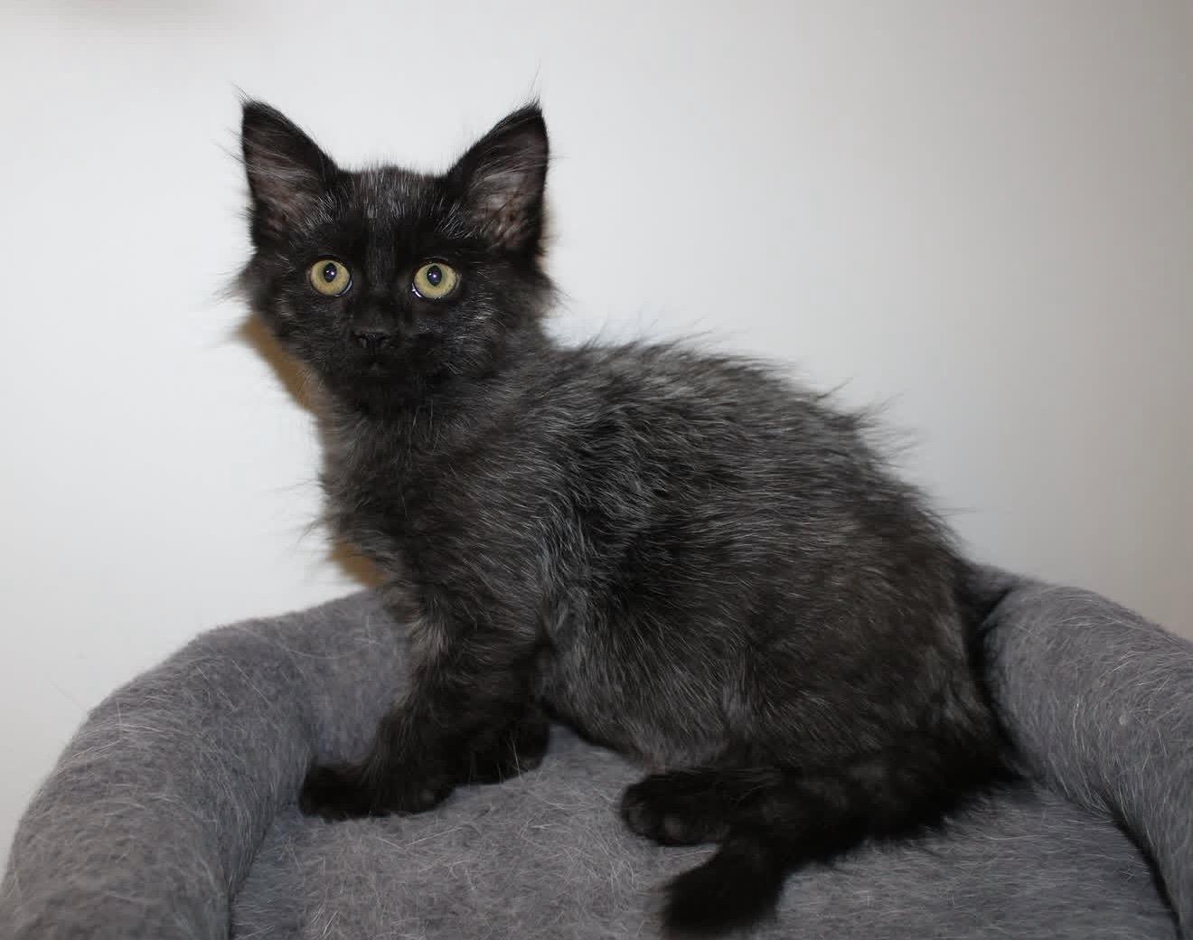 Enlarge Chihiro, an adopted Domestic Medium Hair in San Diego, CA image 2/6