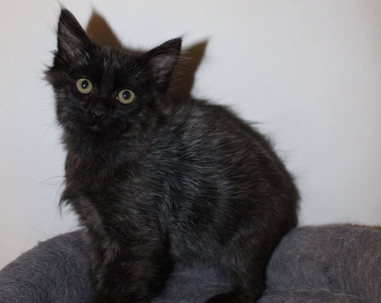 Enlarge Chihiro, an adopted Domestic Medium Hair in San Diego, CA image 5/6