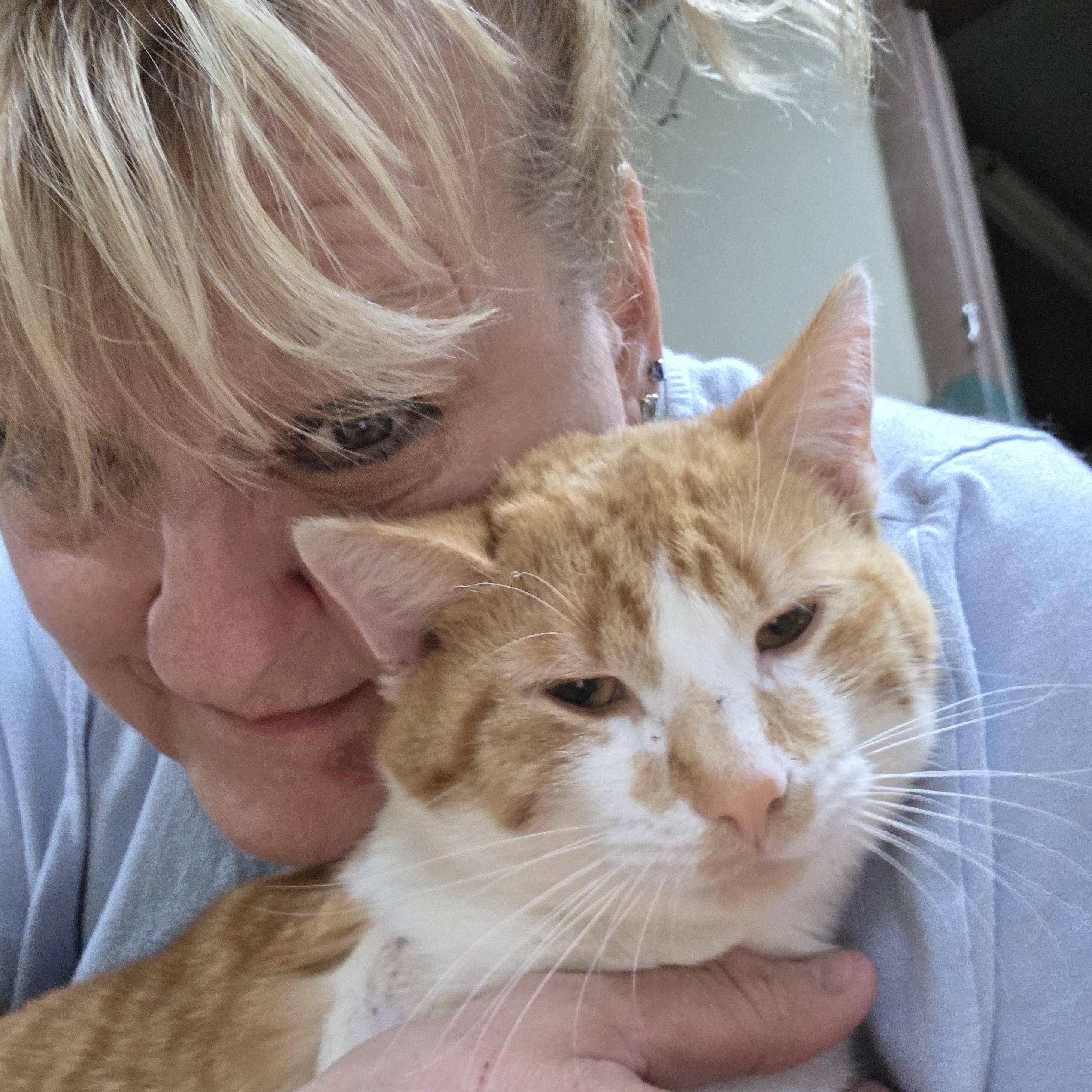 Bert, Adult Male American Shorthair