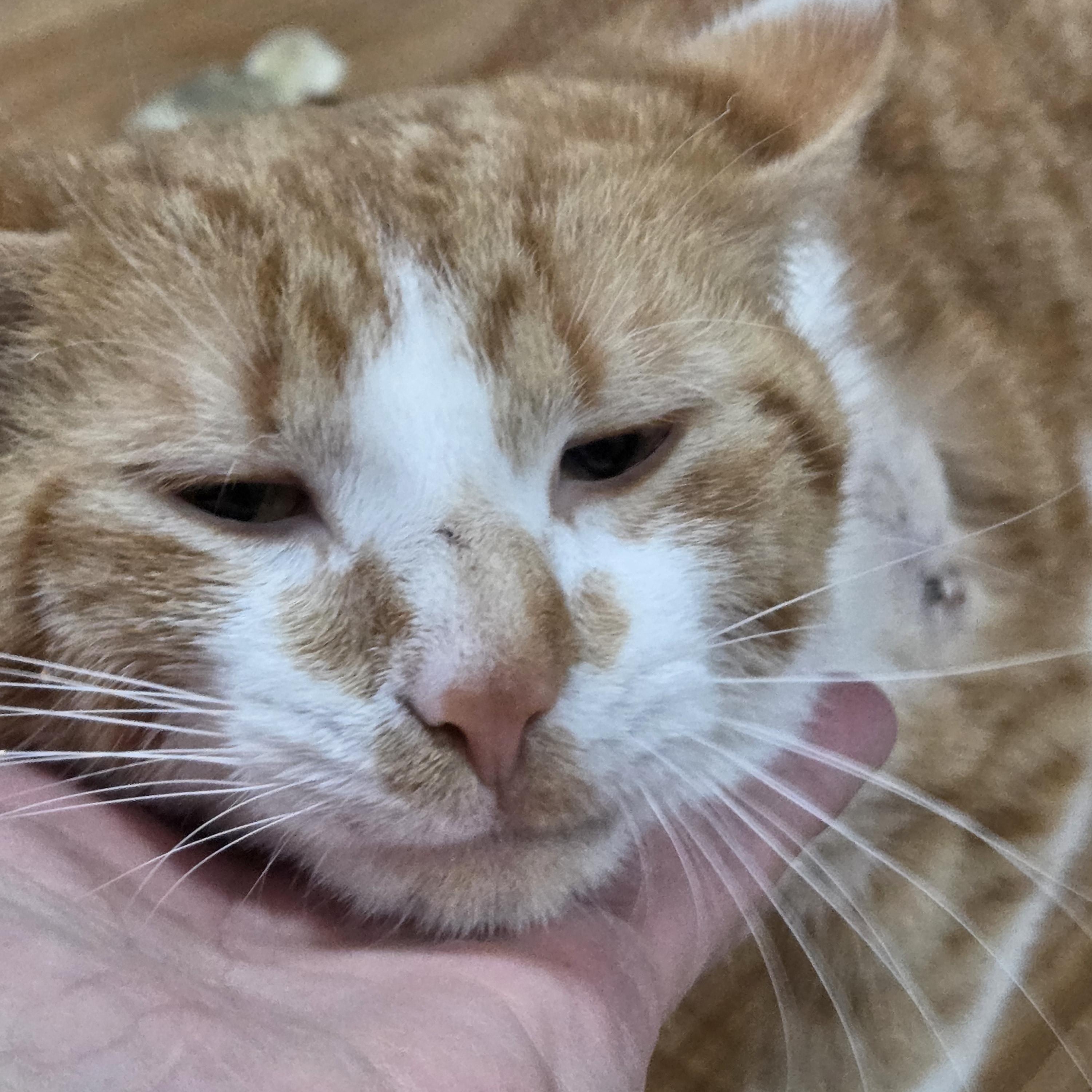 Bert, a Adoptable mixed breed in Huntsburg, OH image 2/4