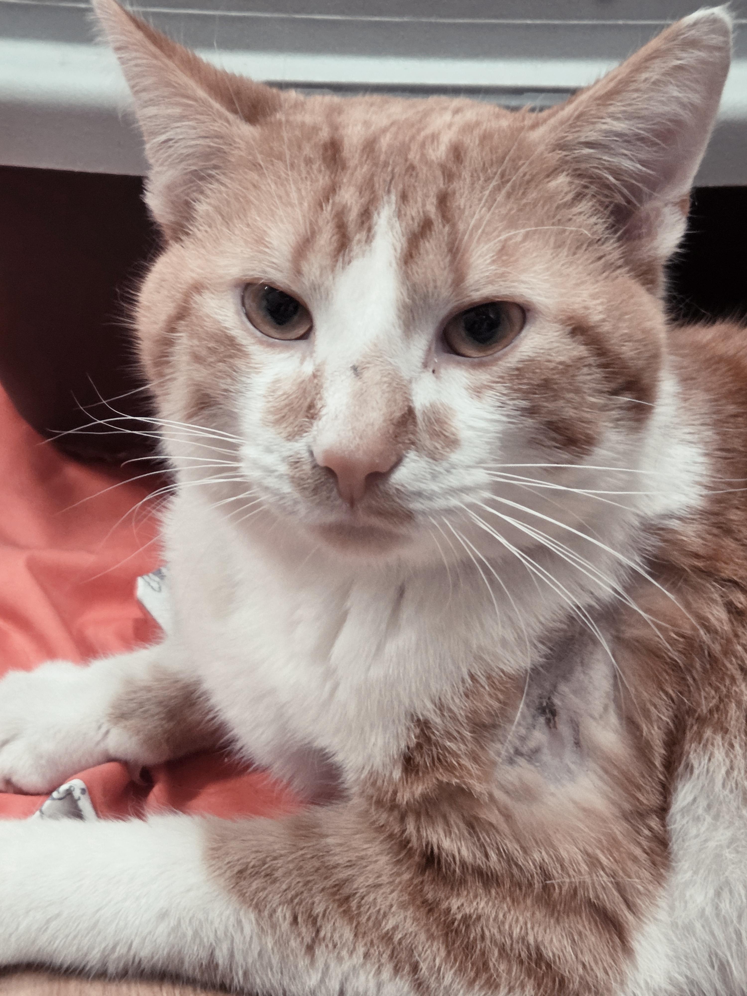 Bert, a Adoptable mixed breed in Huntsburg, OH image 4/4