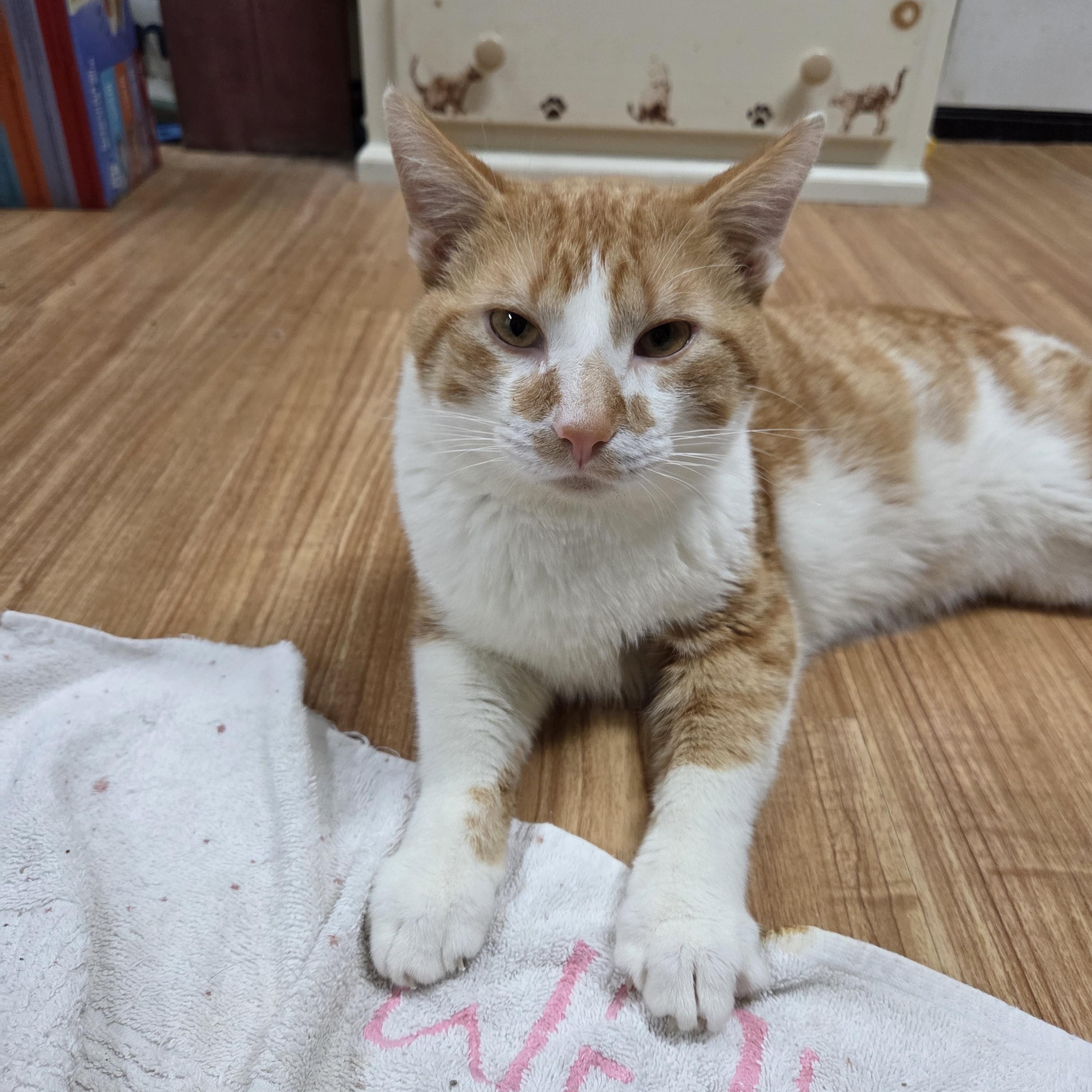 Bert, a Adoptable mixed breed in Huntsburg, OH image 3/4