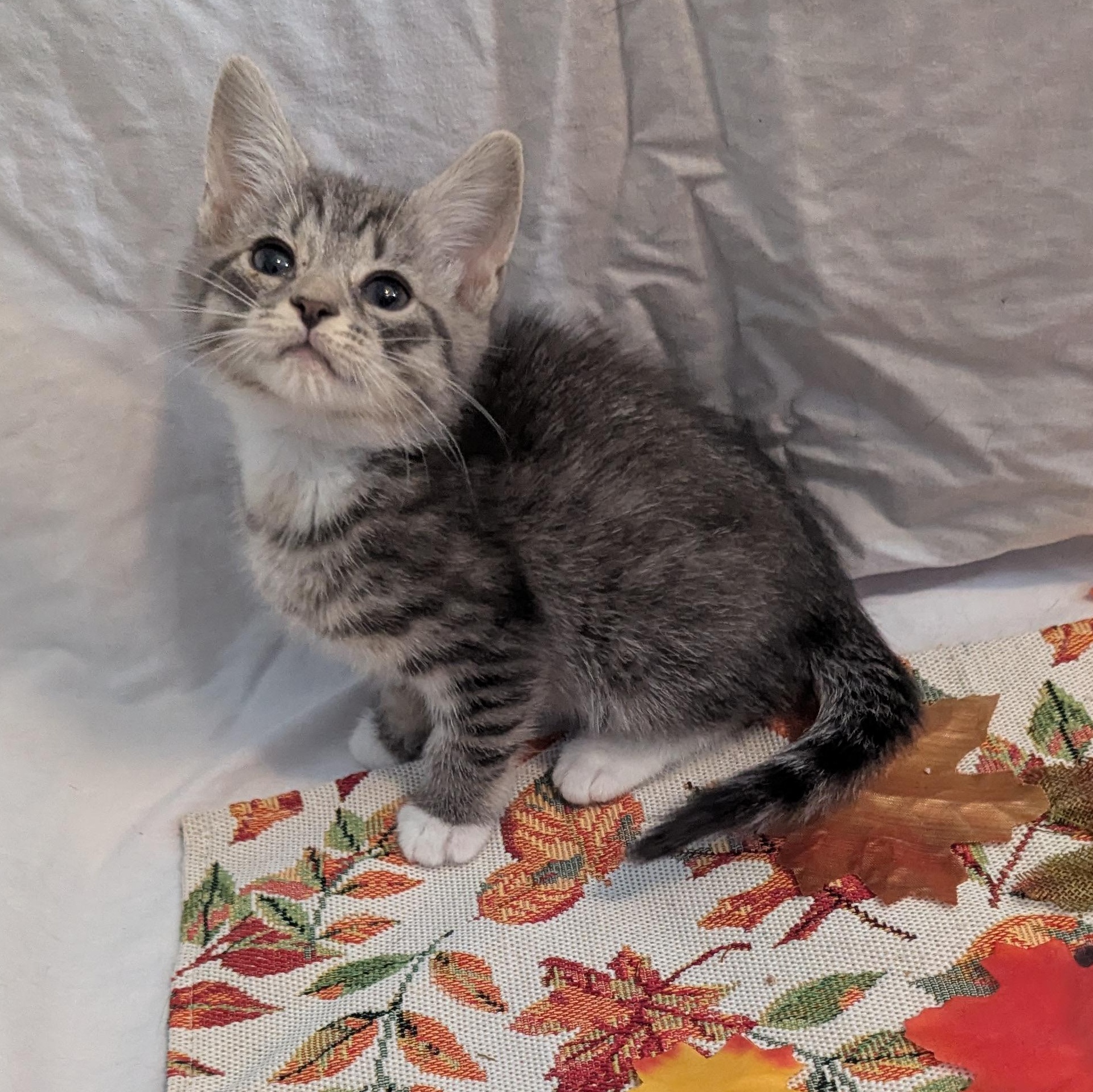 Enlarge Boo, a Adoptable Domestic Short Hair in Haddon Heights, NJ image 2/2