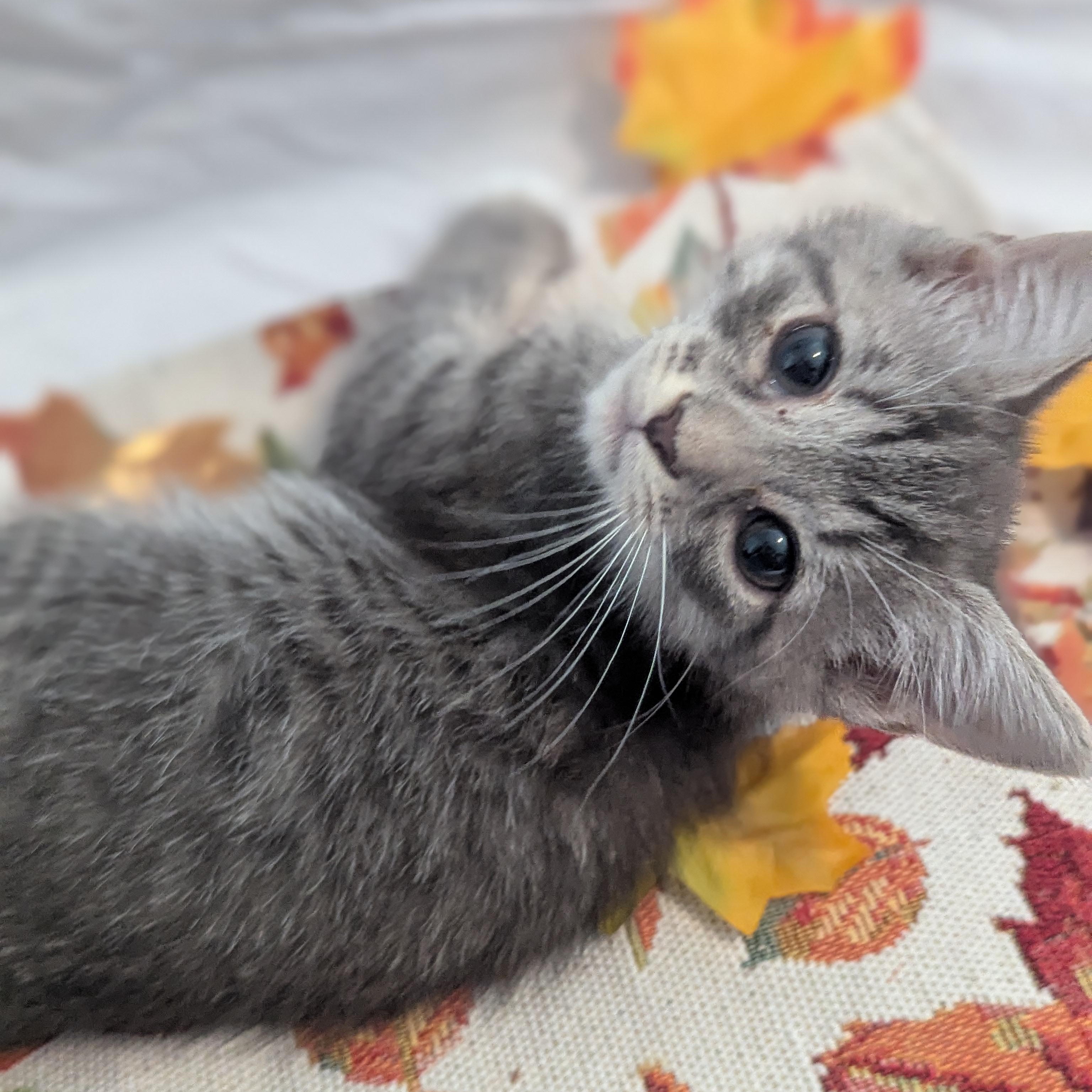 Boo, Adoptable, Kitten Female Domestic Short Hair.