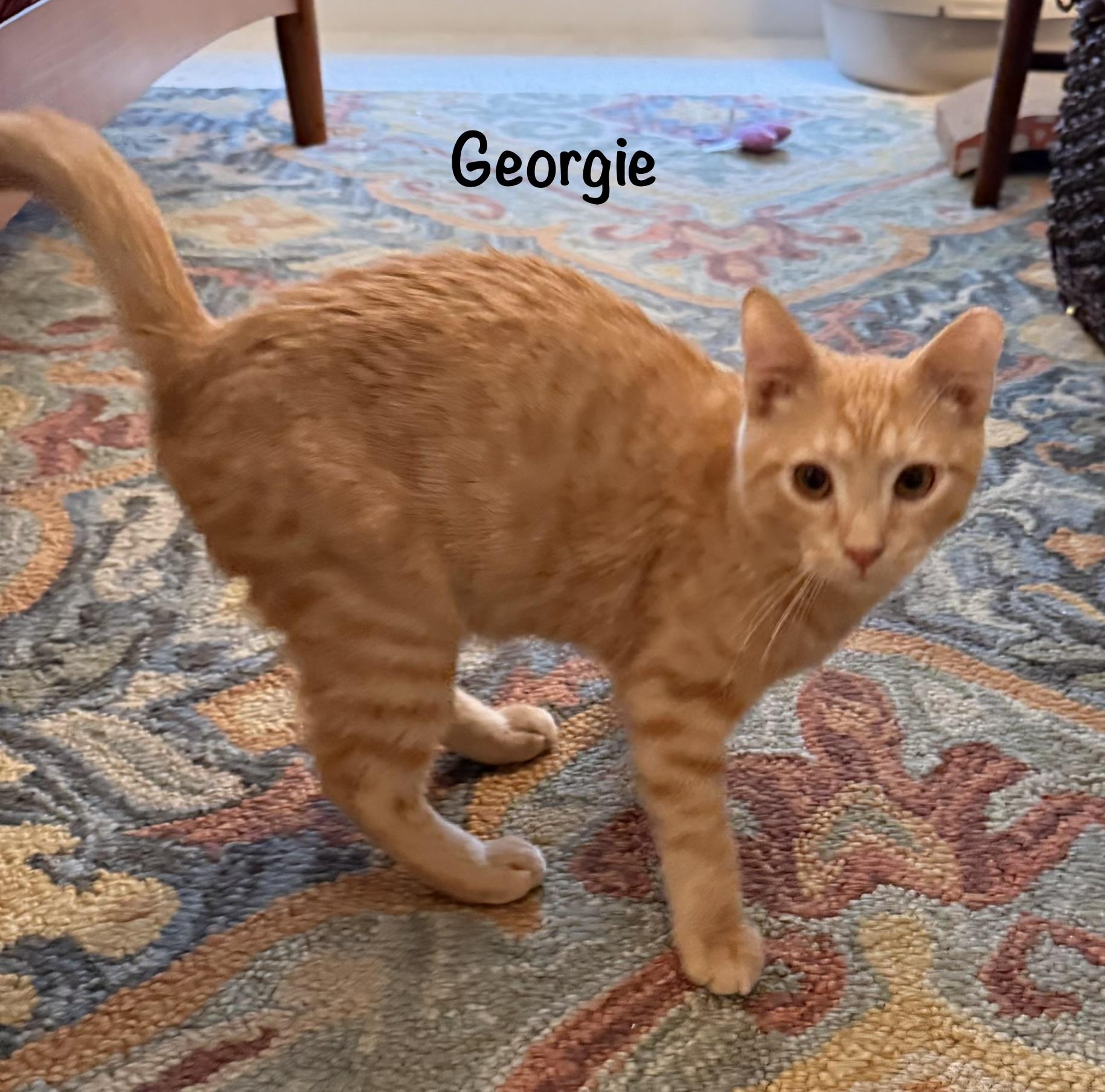 Enlarge Georgie, a Adoptable Domestic Short Hair in Leesburg, VA image 1/1