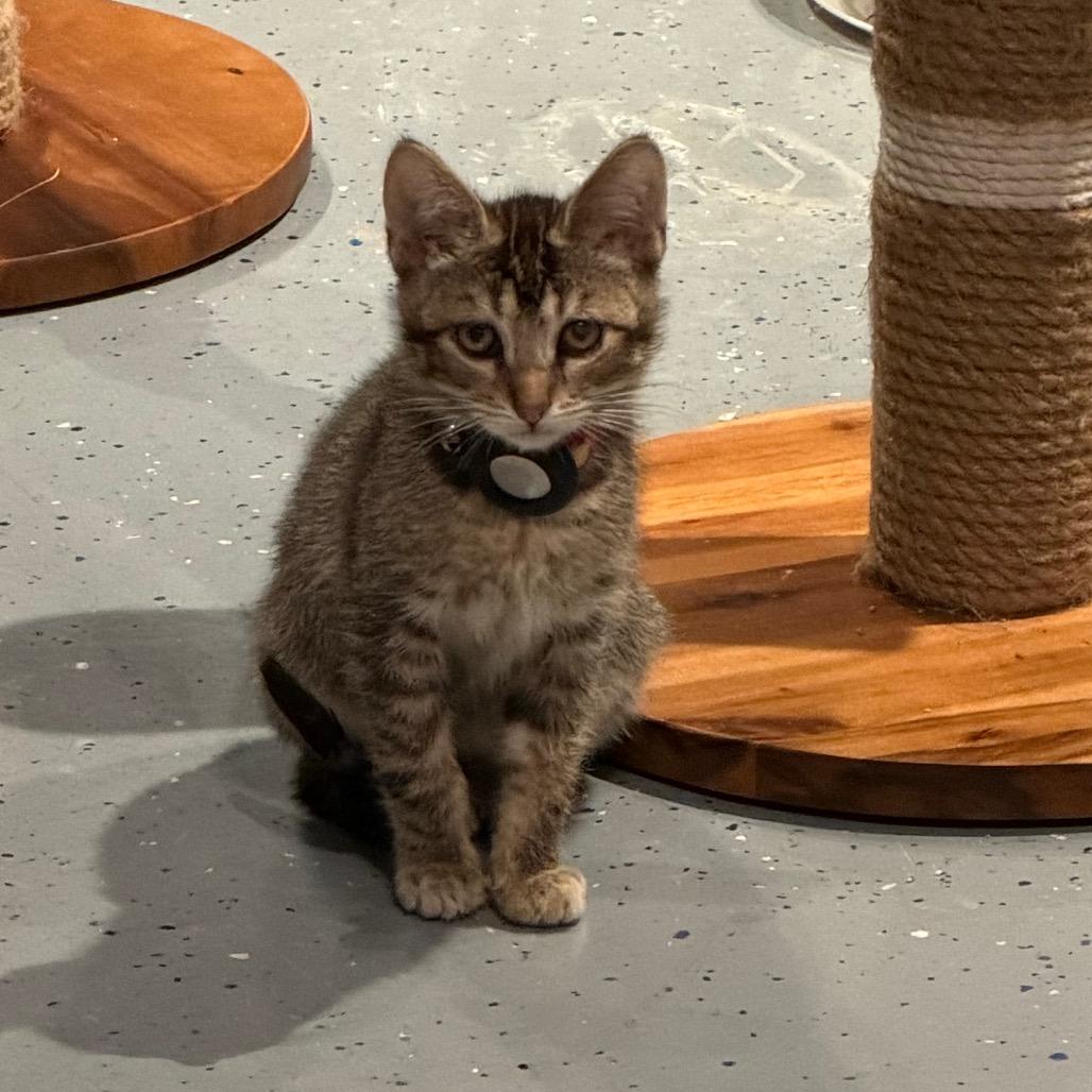 Noel, Adoptable, Kitten Male Domestic Short Hair.