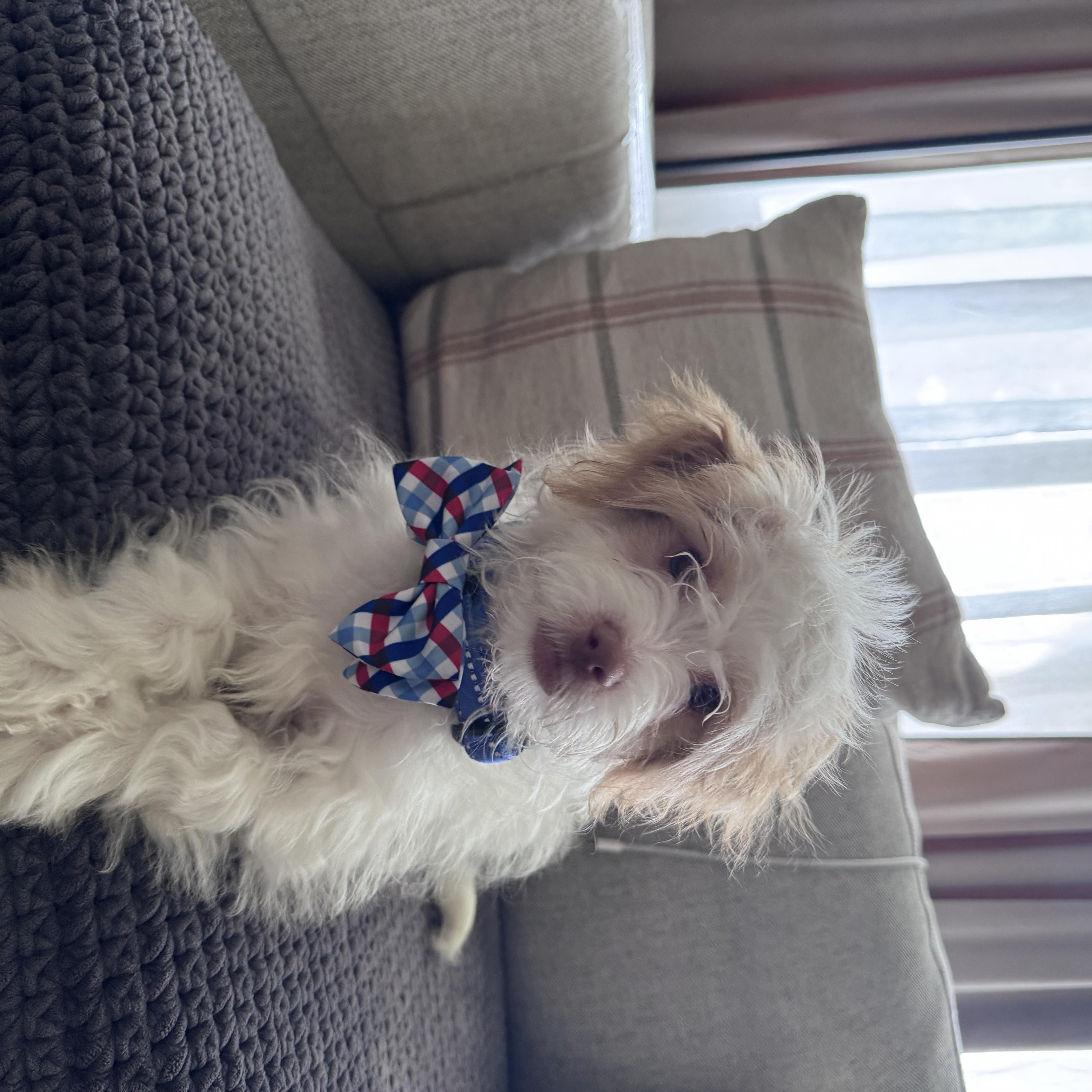toby available for adoption, an adoptable Maltipoo, Jack Russell Terrier in Tustin, CA, 92780 | Photo Image 2