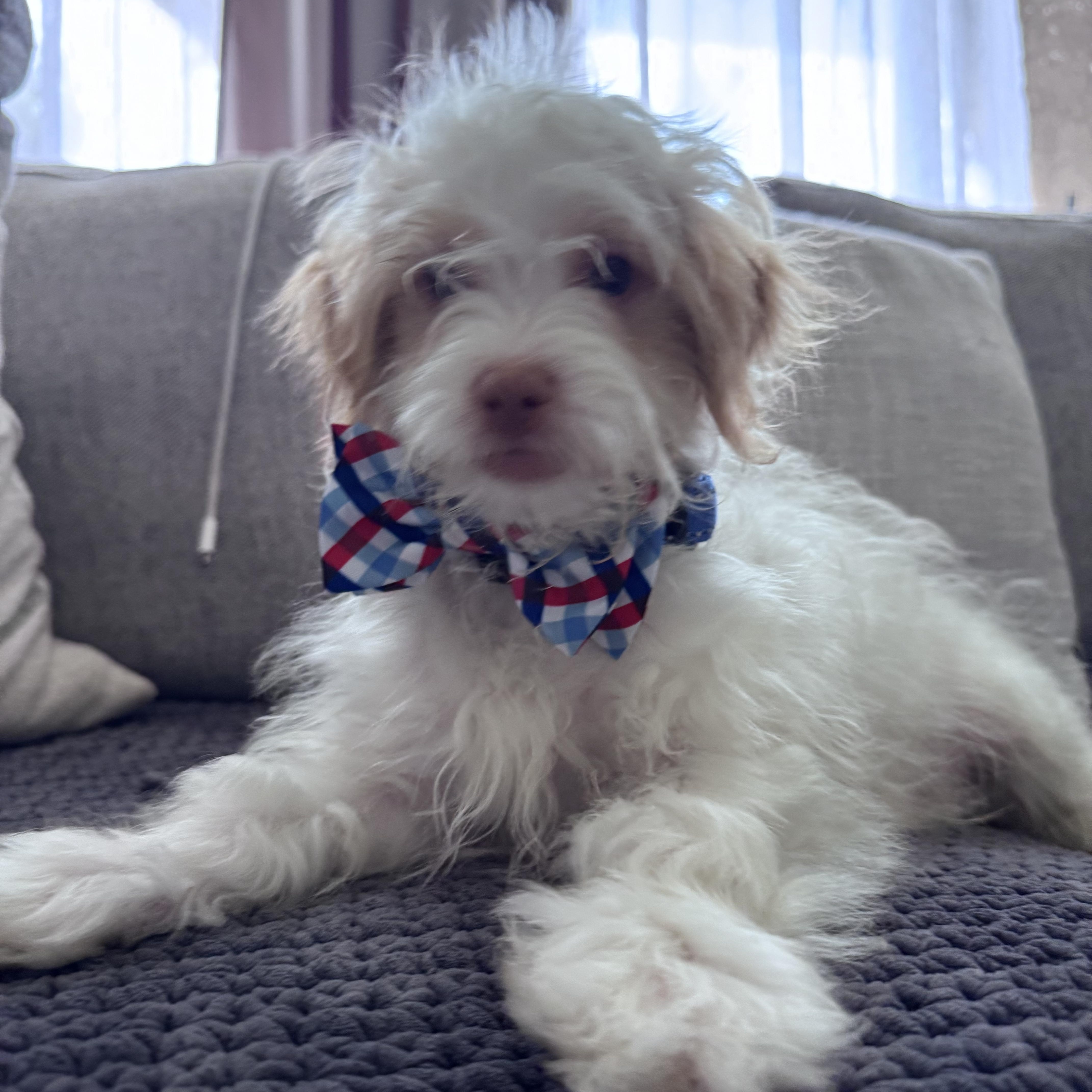 toby available for adoption, an adoptable Maltipoo, Jack Russell Terrier in Tustin, CA, 92780 | Photo Image 3