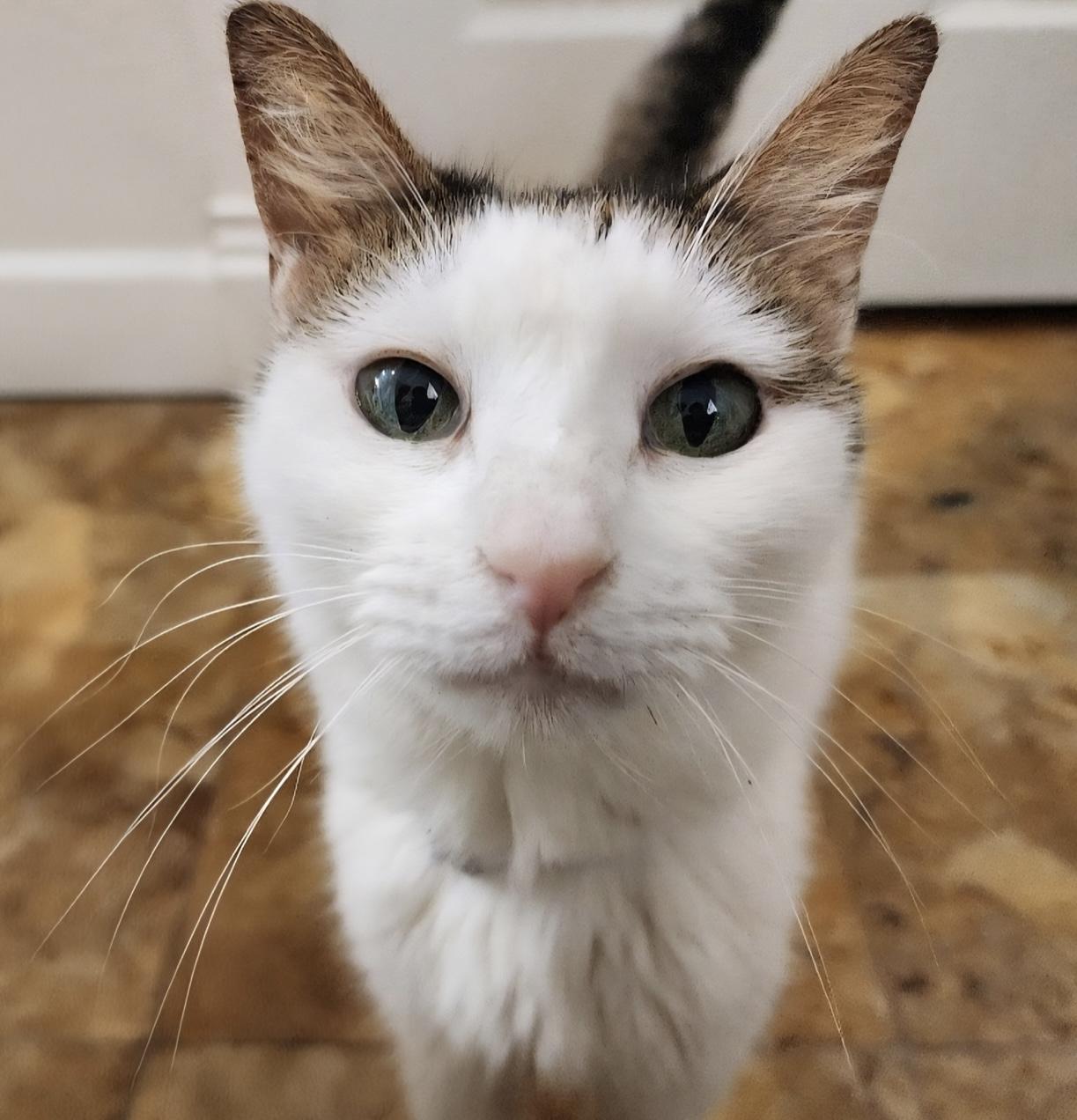 Duchess — thumbnail 2