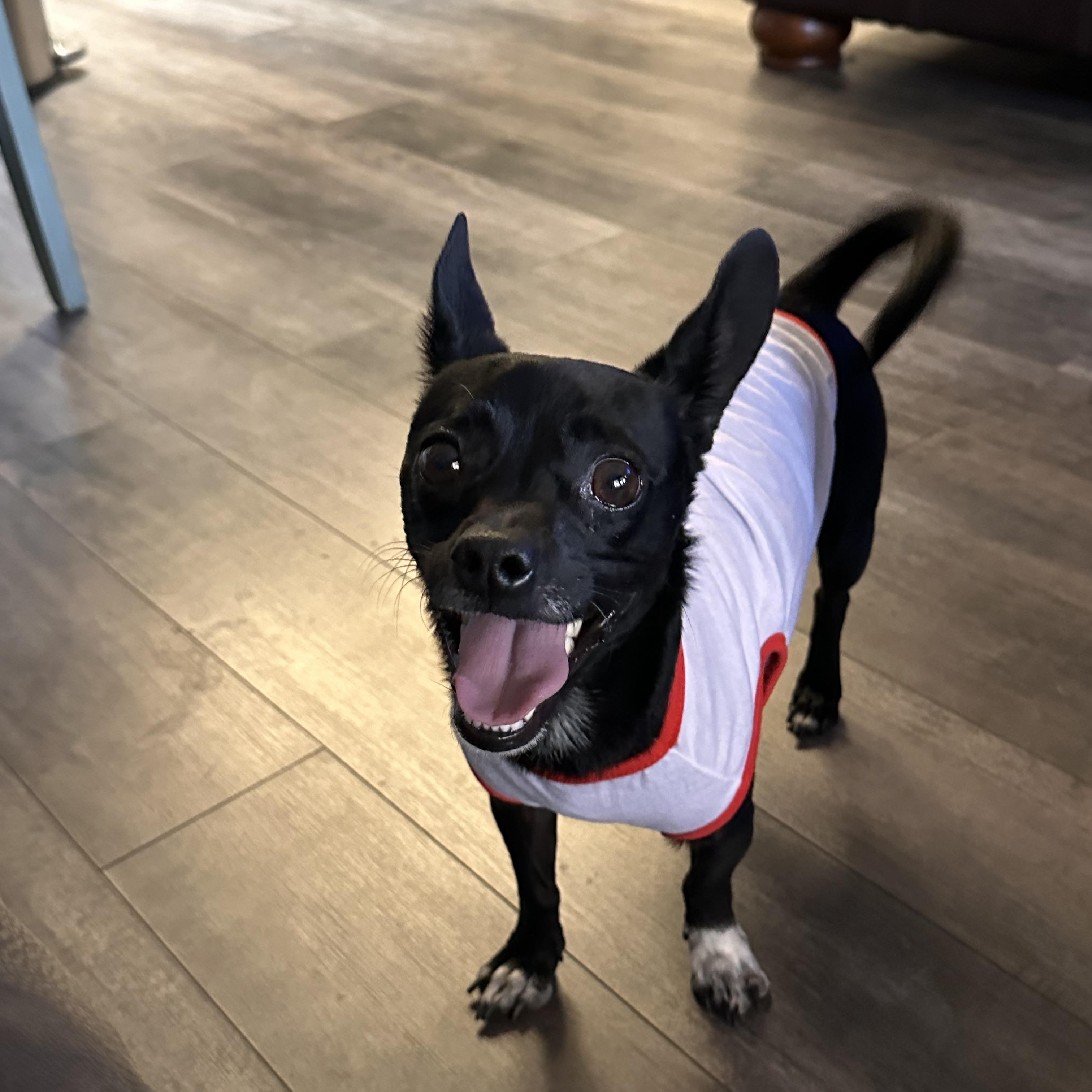 Enlarge Freddy, a ADOPTABLE mixed breed in Henderson, NV image 2/2