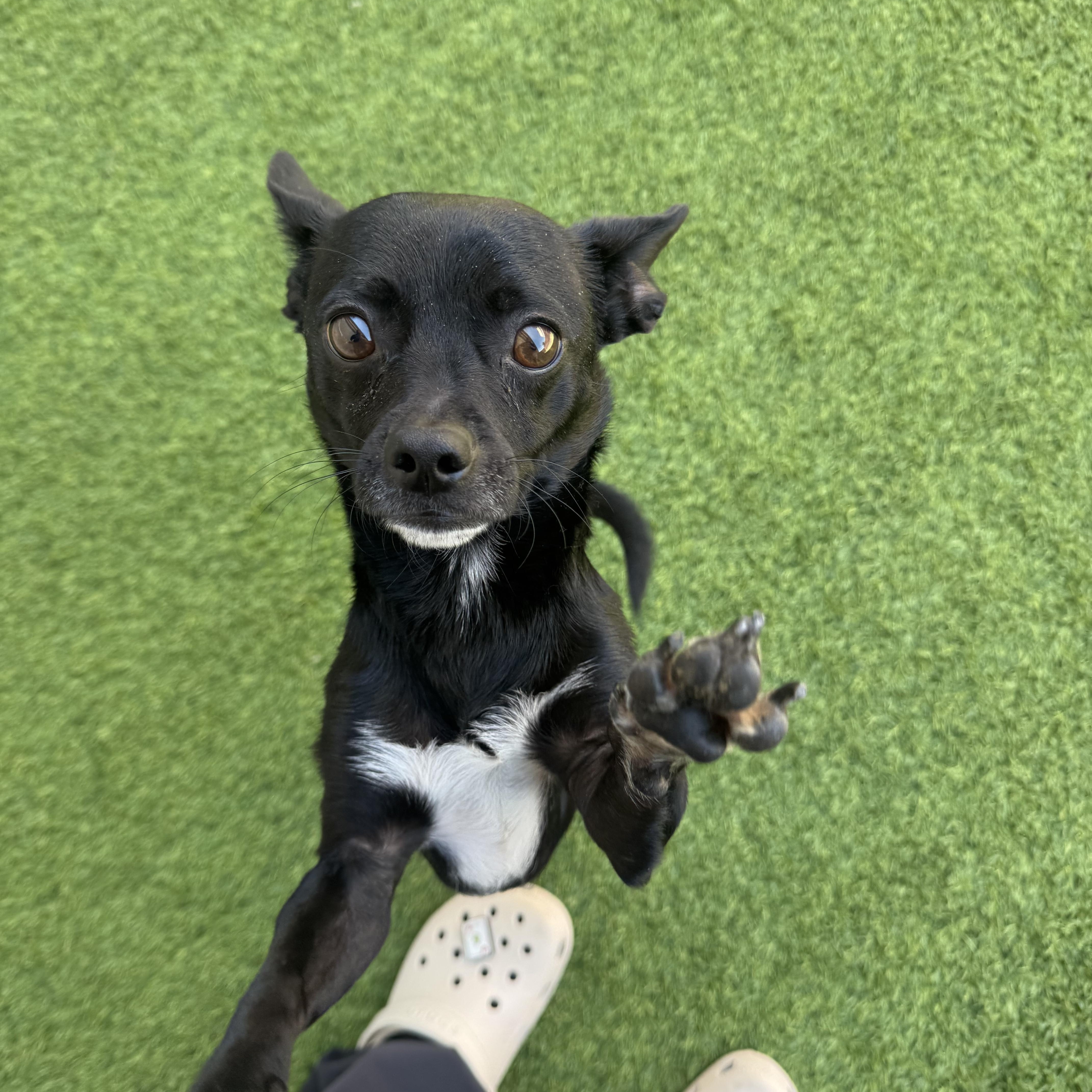 Enlarge Freddy, a ADOPTABLE mixed breed in Henderson, NV image 1/1