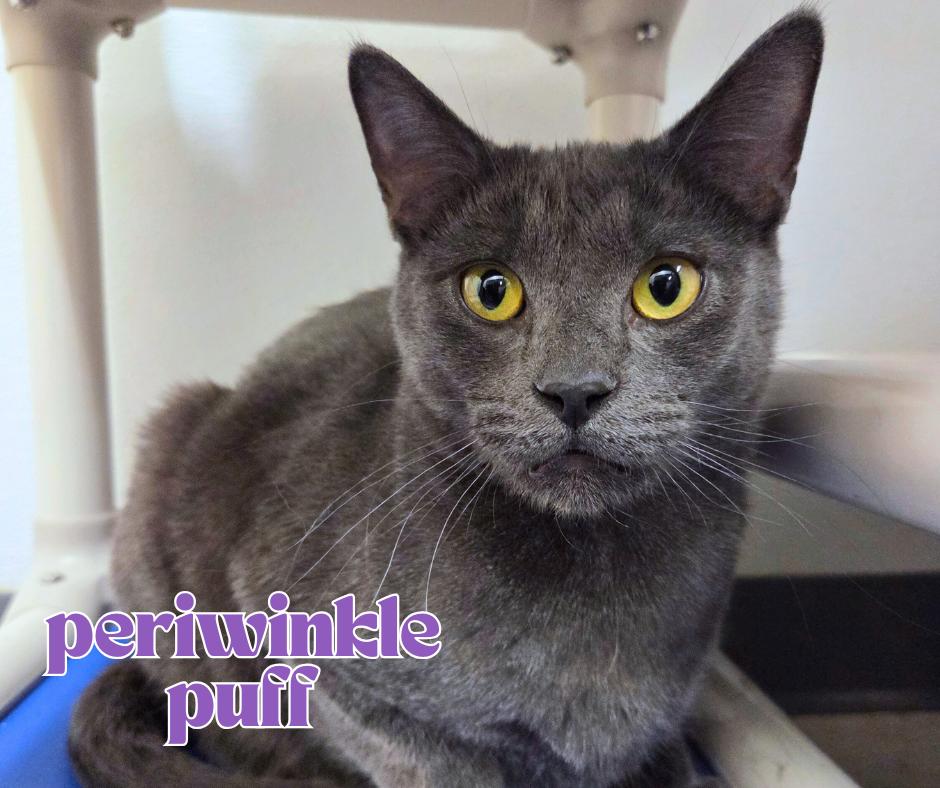 Periwinkle Puff, ADOPTABLE, Young Male Domestic Short Hair & Russian Blue.