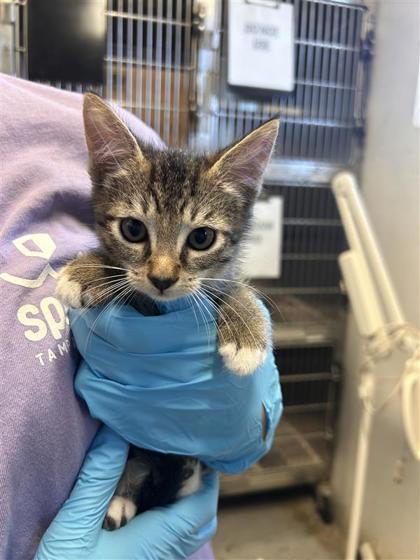 Cupid (purple), Adoptable, Kitten Female Domestic Short Hair & Domestic Short Hair.