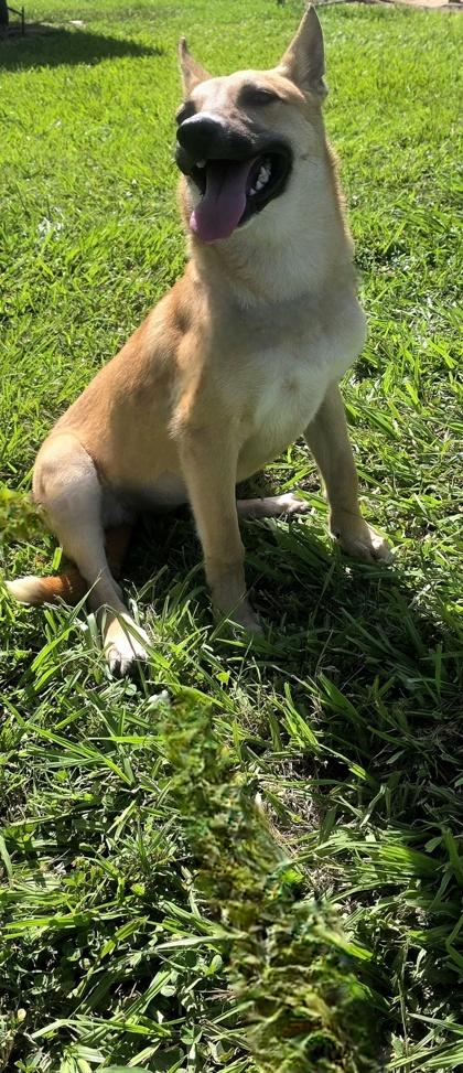 Enlarge Labby, a Adoptable mixed breed in Houston, TX image 2/3