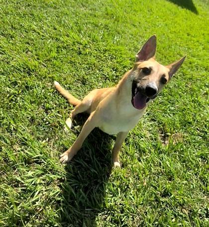 Enlarge Labby, a Adoptable mixed breed in Houston, TX image 3/3