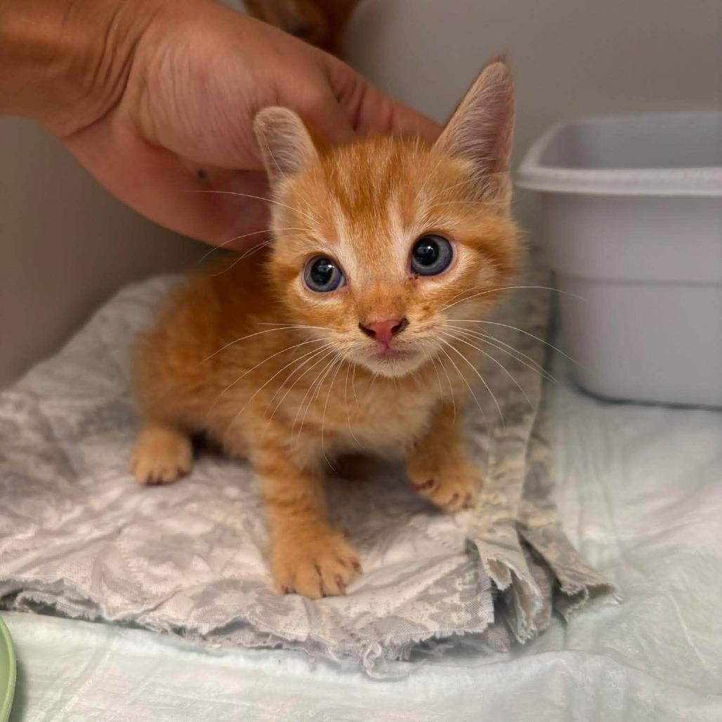 Dean, Adoptable, Kitten Male Domestic Short Hair.