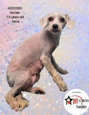 Enlarge Nena, an adopted mixed breed in Los Angeles, CA image 3/5