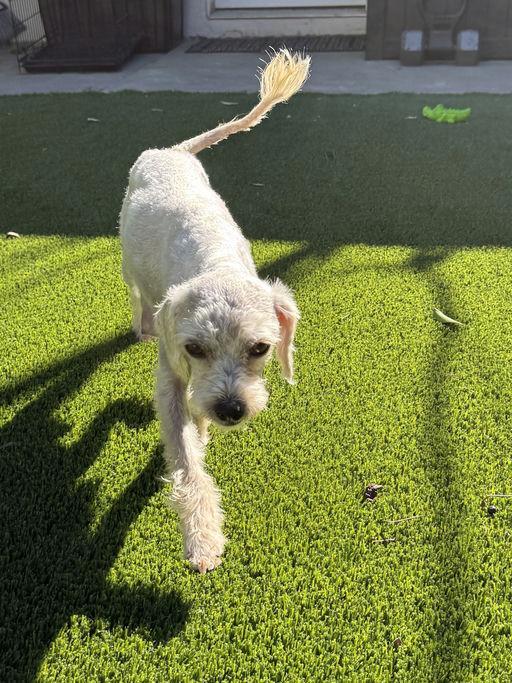 Enlarge Nena, an adopted mixed breed in Los Angeles, CA image 2/5